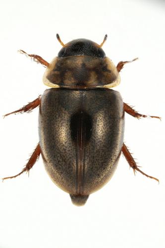 Anacaena bipustulata